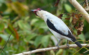 Black-tailed Tityra