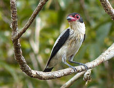 Black-tailed Tityra