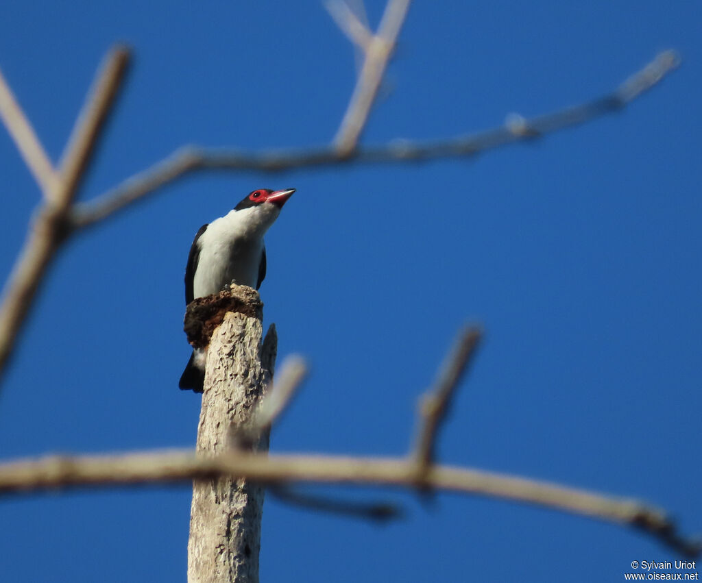 Black-tailed Tityra male adult