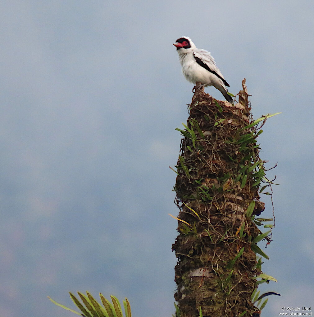 Masked Tityra male adult