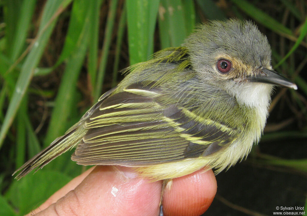 Smoky-fronted Tody-Flycatcheradult