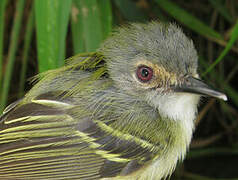 Smoky-fronted Tody-Flycatcher