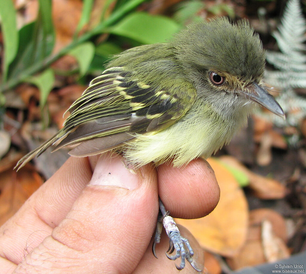 Smoky-fronted Tody-Flycatcherimmature