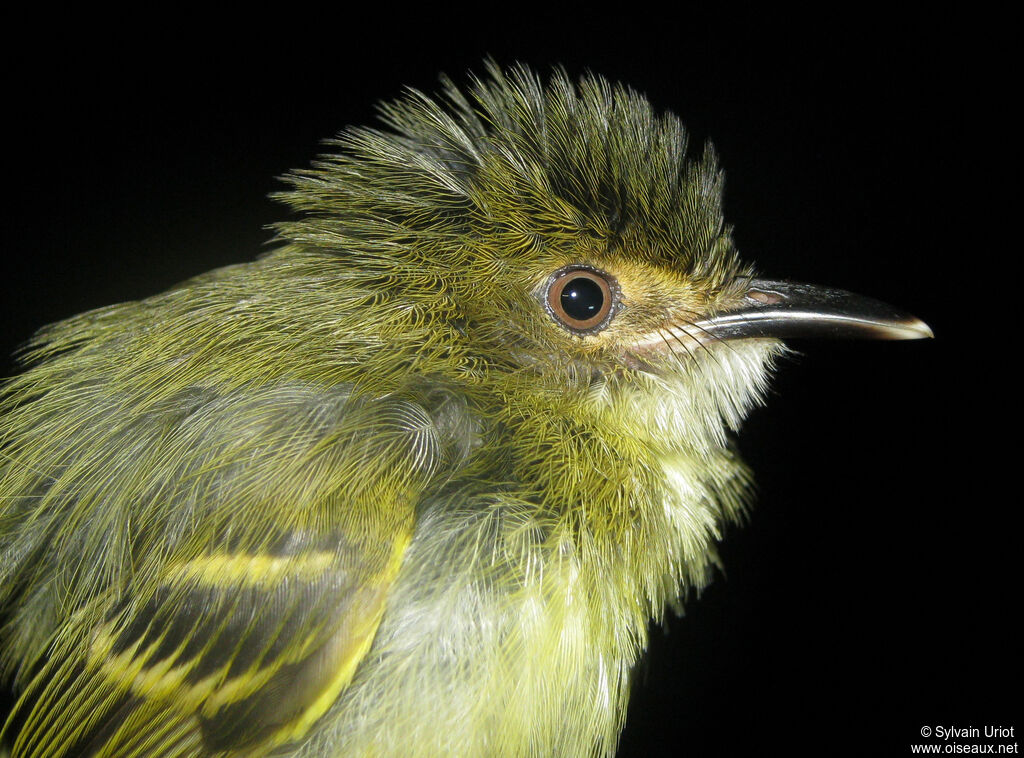 Smoky-fronted Tody-Flycatcherimmature