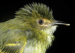 Smoky-fronted Tody-Flycatcher