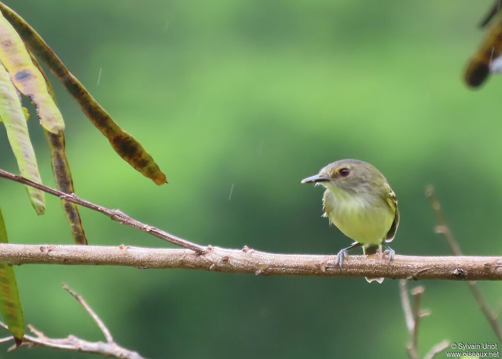 Smoky-fronted Tody-Flycatcheradult