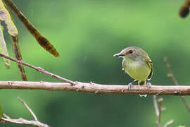 Smoky-fronted Tody-Flycatcher