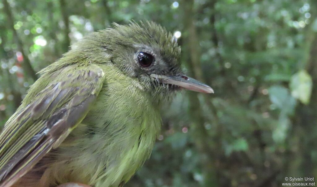 Boat-billed Tody-Tyrantadult