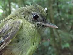 Boat-billed Tody-Tyrant