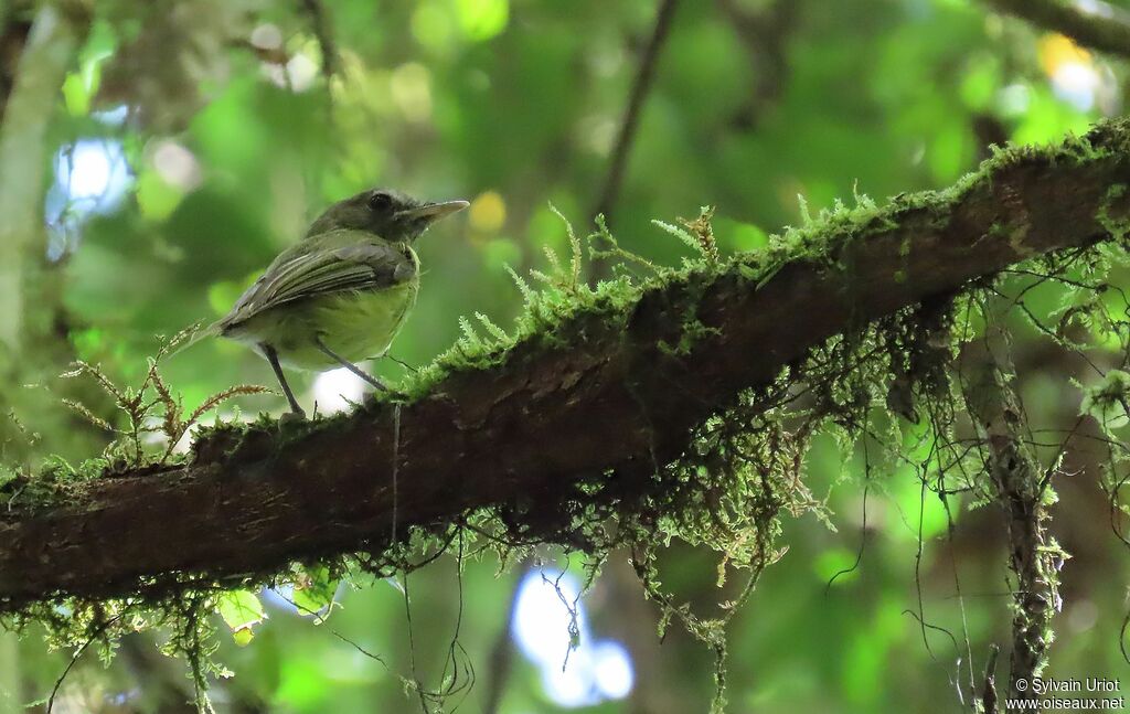 Boat-billed Tody-Tyrantadult