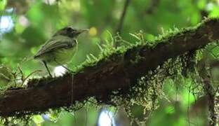 Boat-billed Tody-Tyrant