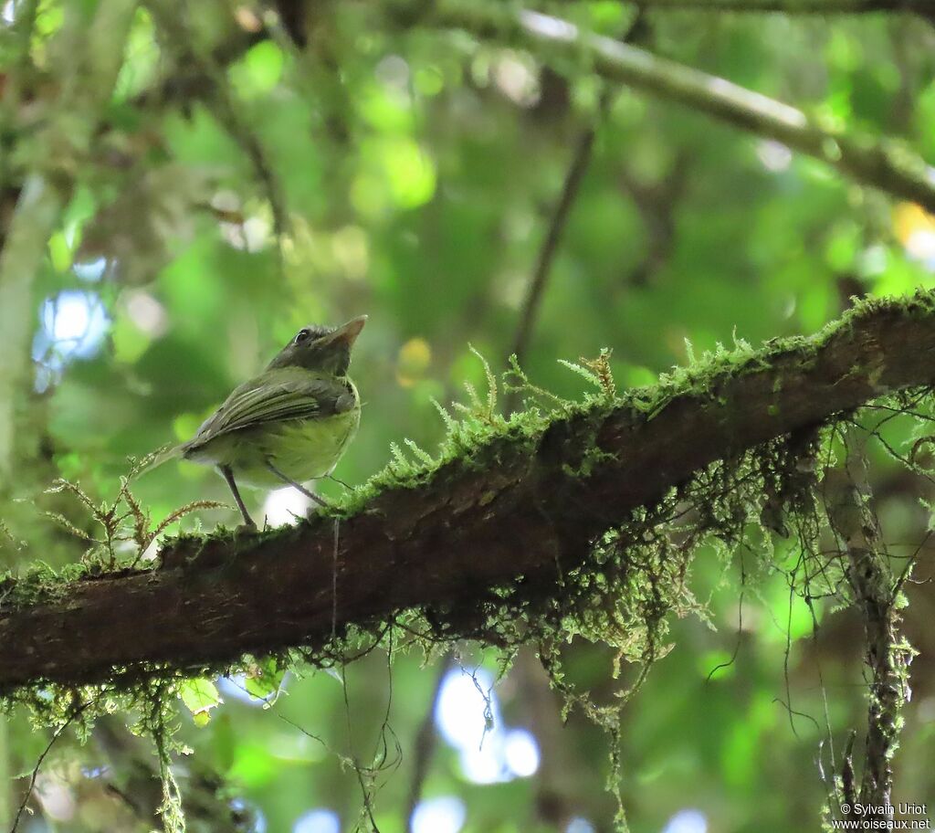 Boat-billed Tody-Tyrantadult