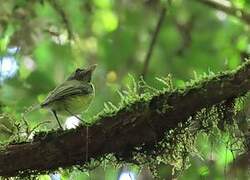 Boat-billed Tody-Tyrant