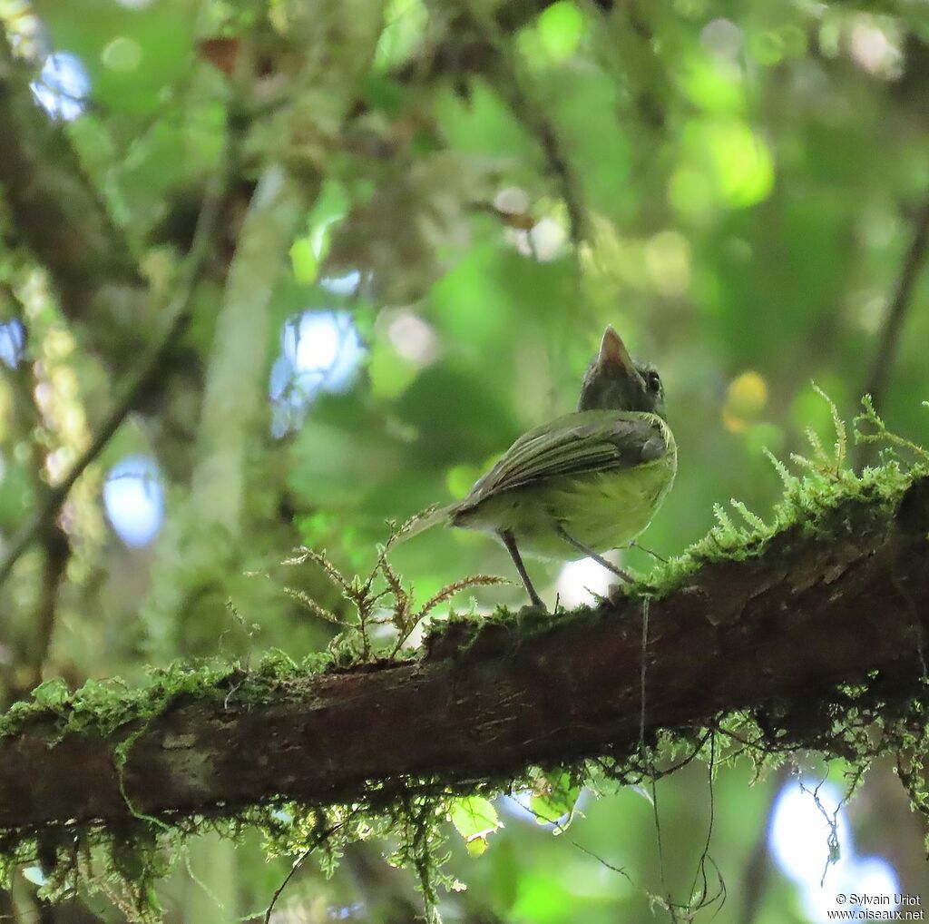 Boat-billed Tody-Tyrantadult