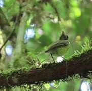 Boat-billed Tody-Tyrant