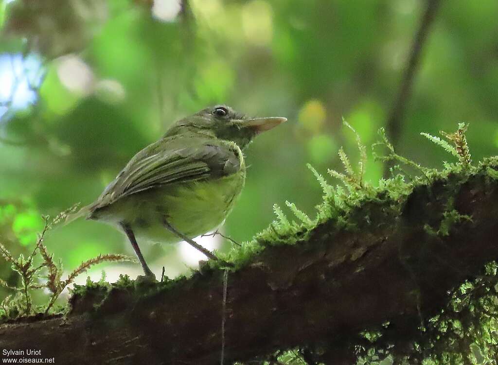 Boat-billed Tody-Tyrantadult