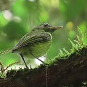 Boat-billed Tody-Tyrant