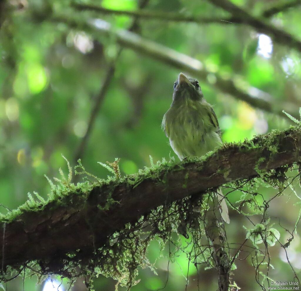 Boat-billed Tody-Tyrantadult