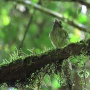 Boat-billed Tody-Tyrant