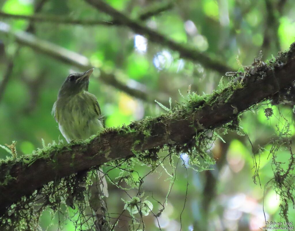 Boat-billed Tody-Tyrantadult