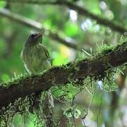 Boat-billed Tody-Tyrant