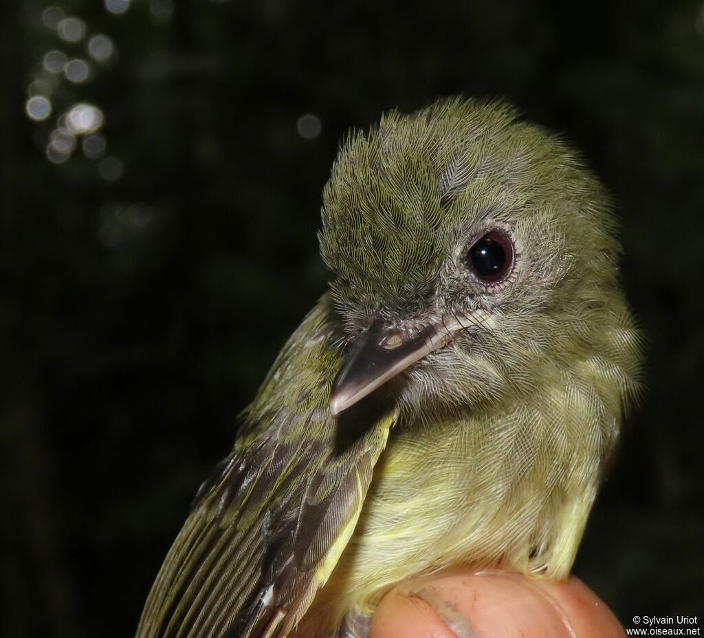 Boat-billed Tody-Tyrantadult