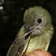 Boat-billed Tody-Tyrant