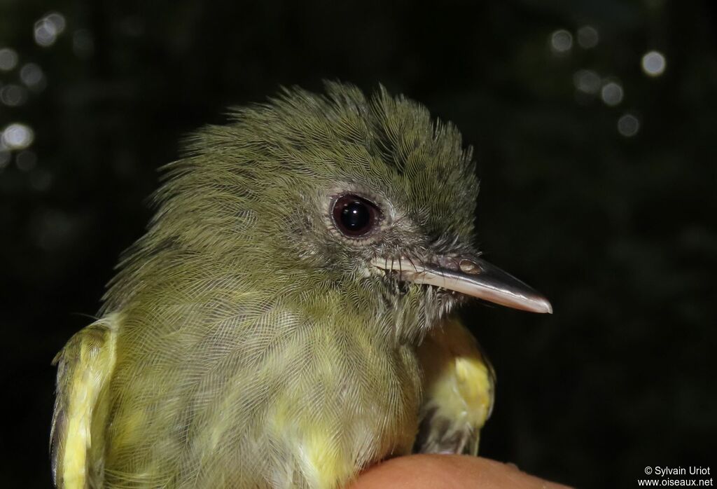 Boat-billed Tody-Tyrantadult