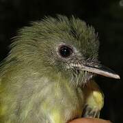 Boat-billed Tody-Tyrant