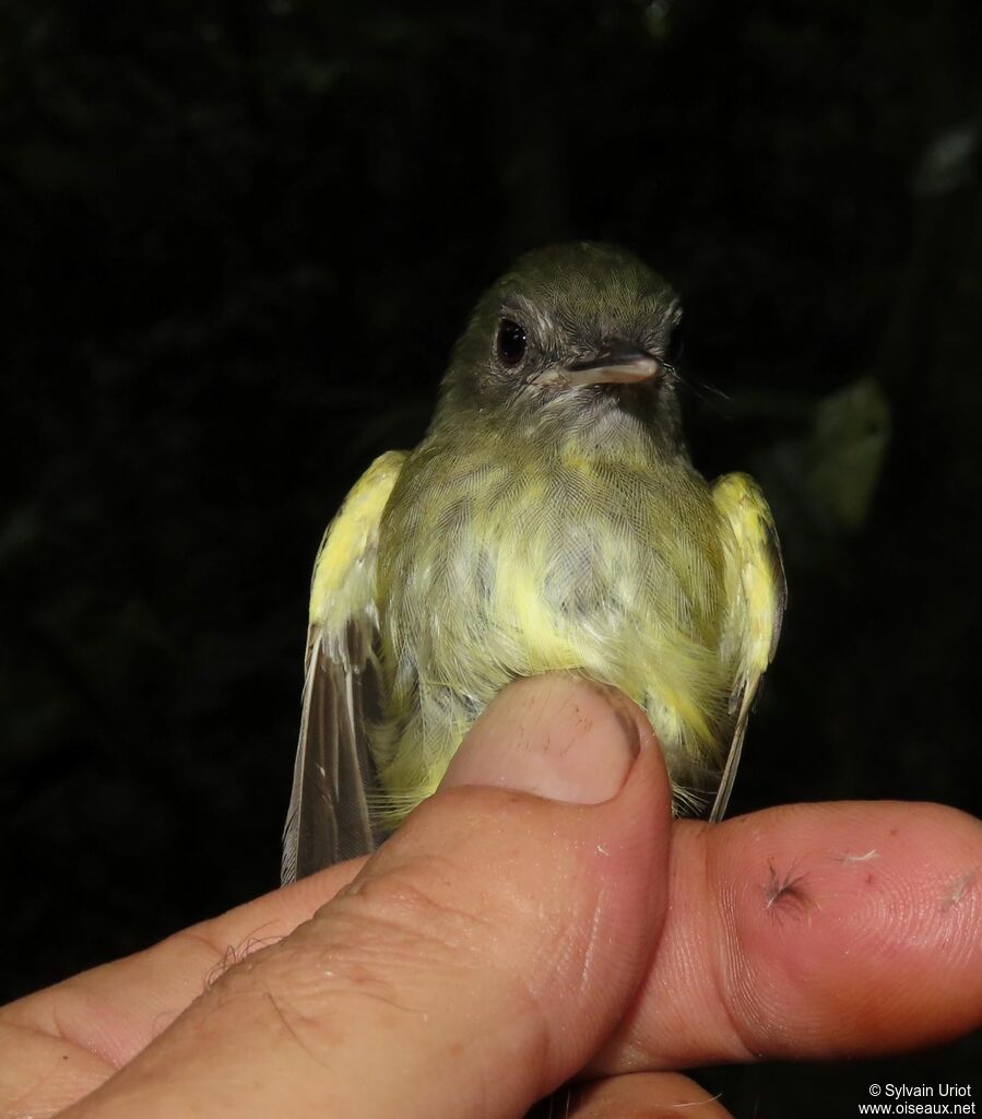 Boat-billed Tody-Tyrantadult