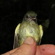 Boat-billed Tody-Tyrant