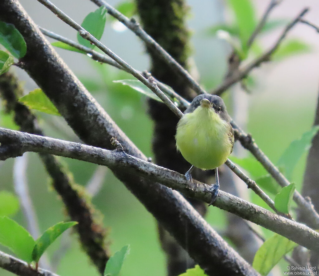 Todirostre familierjuvénile