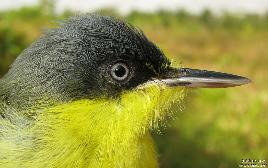 Common Tody-Flycatcheradult