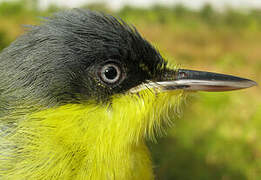 Common Tody-Flycatcher