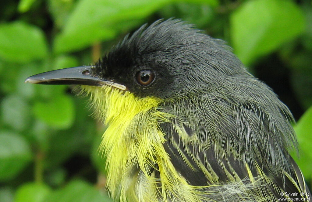 Common Tody-Flycatcherimmature