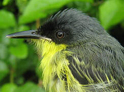 Common Tody-Flycatcher