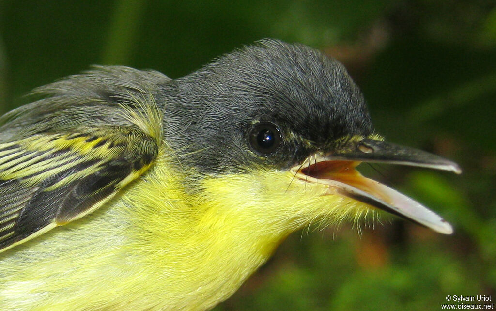 Common Tody-Flycatcherjuvenile