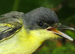 Common Tody-Flycatcher