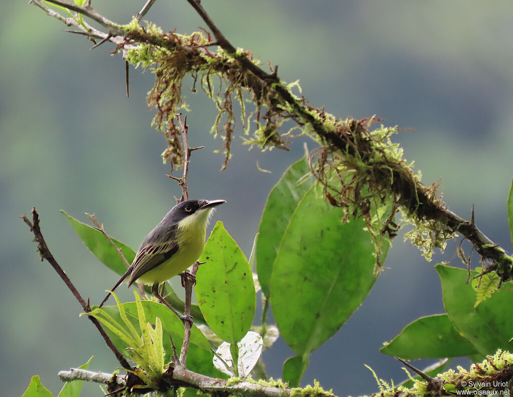 Common Tody-Flycatcheradult