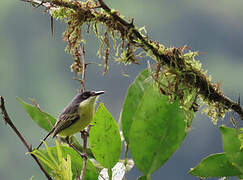 Common Tody-Flycatcher