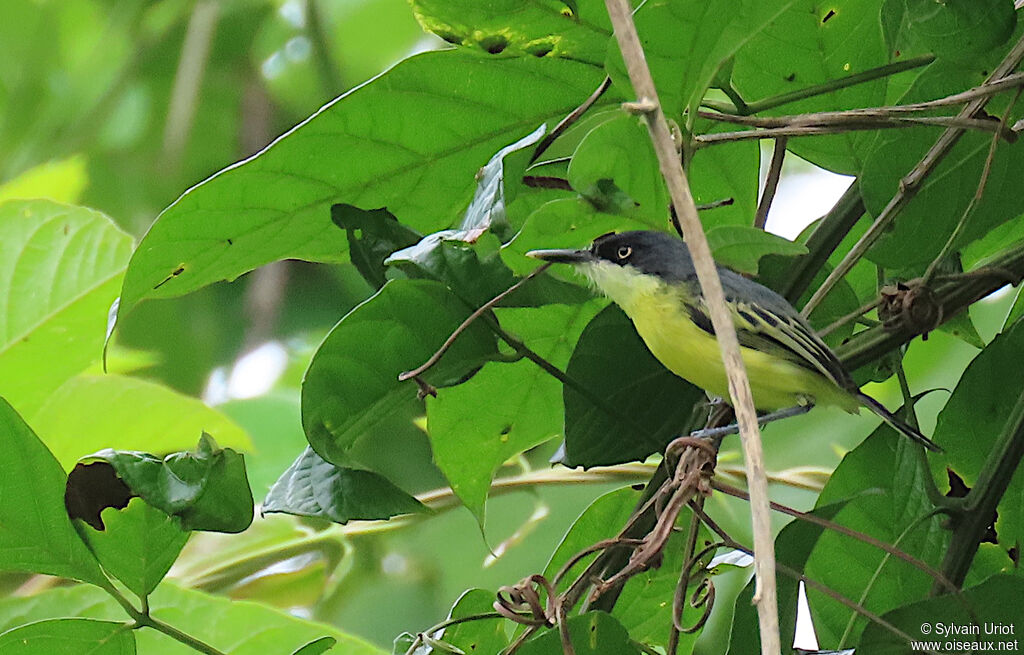 Common Tody-Flycatcheradult