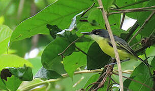 Common Tody-Flycatcher