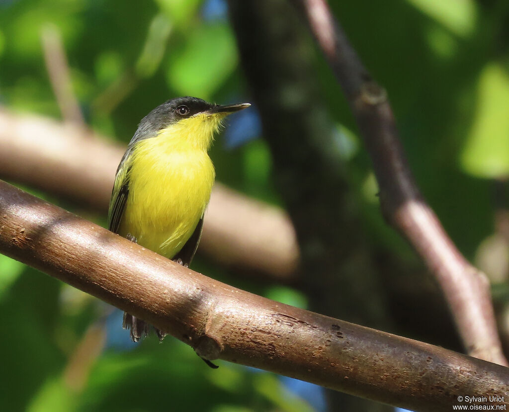 Common Tody-Flycatcherimmature