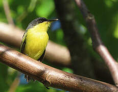 Common Tody-Flycatcher