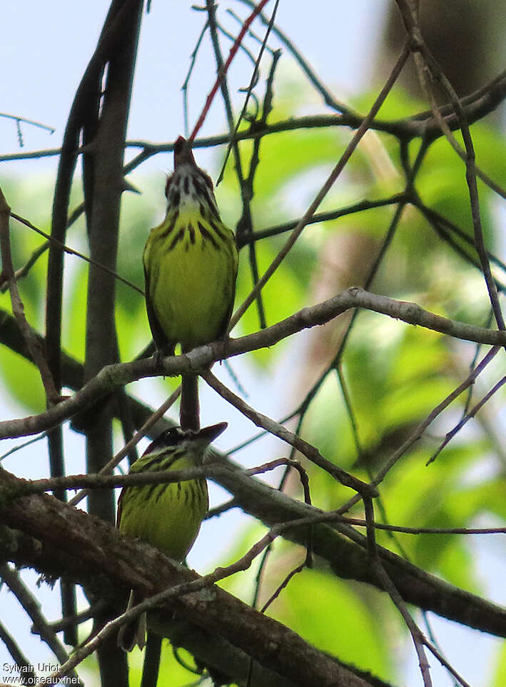 Painted Tody-Flycatcheradult, pigmentation