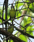 Painted Tody-Flycatcher