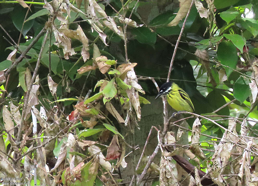 Painted Tody-Flycatcheradult, identification