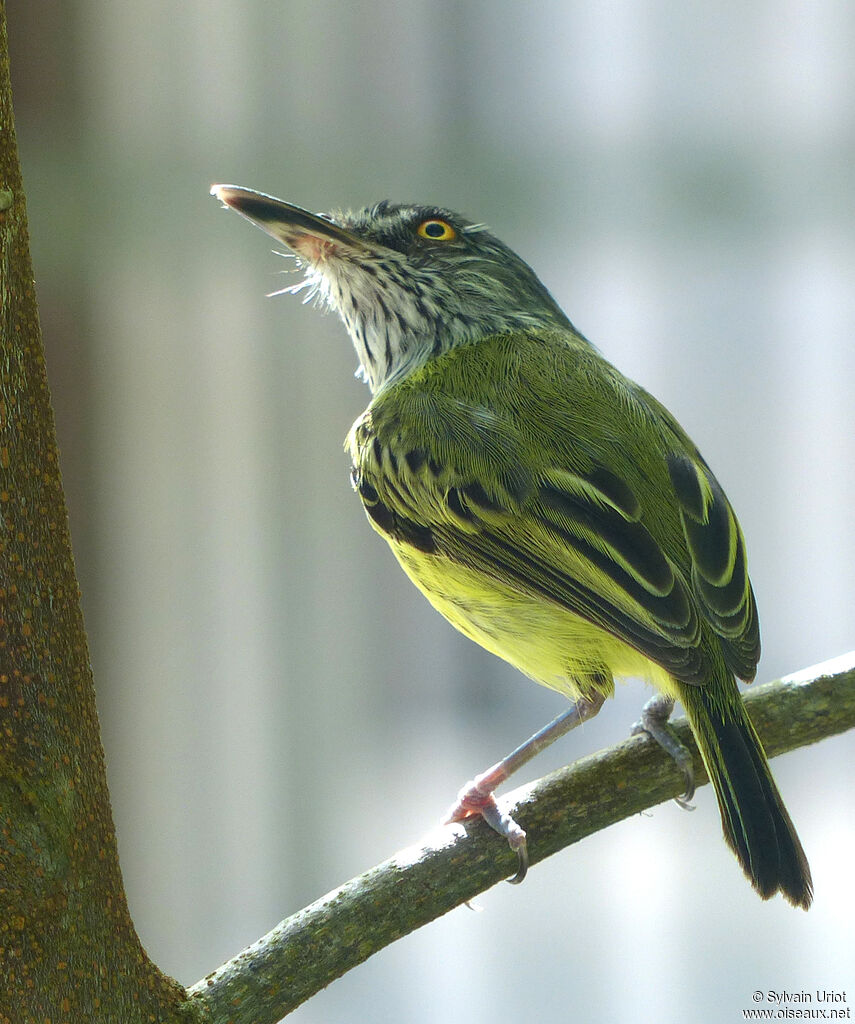 Spotted Tody-Flycatcheradult