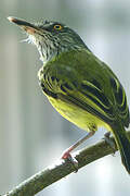 Spotted Tody-Flycatcher