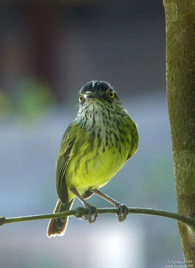 Spotted Tody-Flycatcheradult